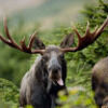 millynmoose